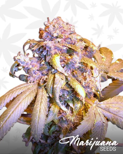 Riotberry OG Kush