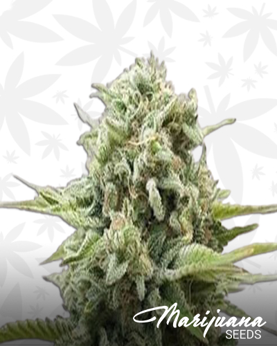 Riot’s Blackberry Kush