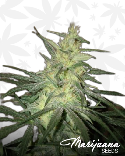 Riot’s Mango StormAka Black Mango Kush