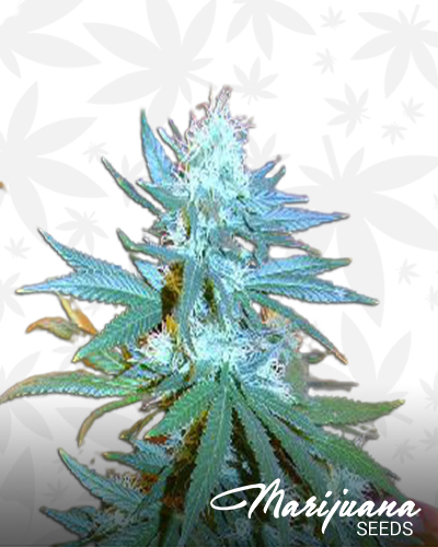 Riot’s OG Kush