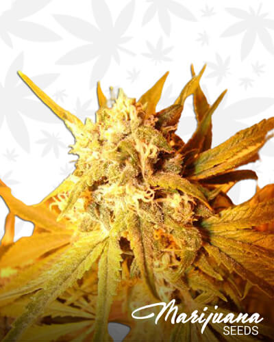Riot’s Sweet OG KushAka OG Purple Chem