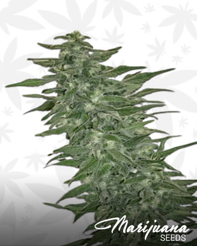 Rishi Kush