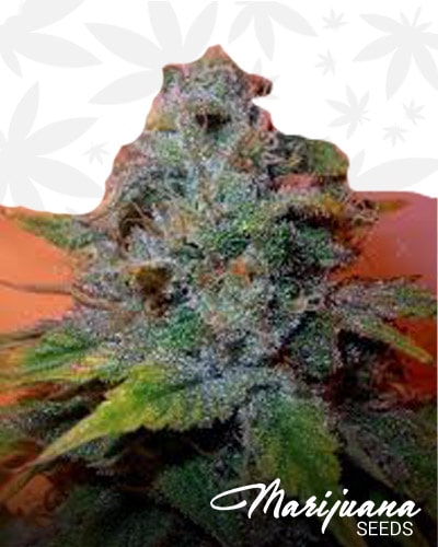 Romulan x BC Kush min