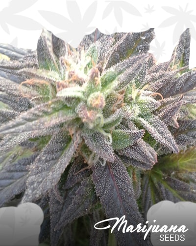 Ron Swanson Kush min