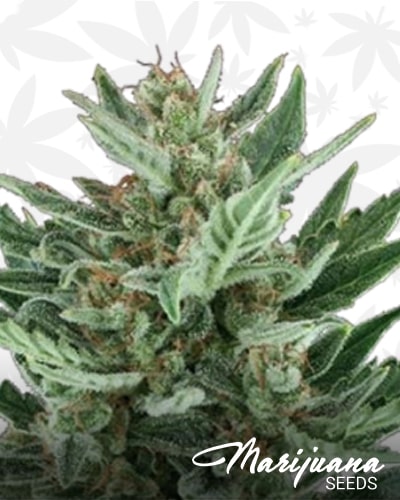 Royal Cheese Automatic min