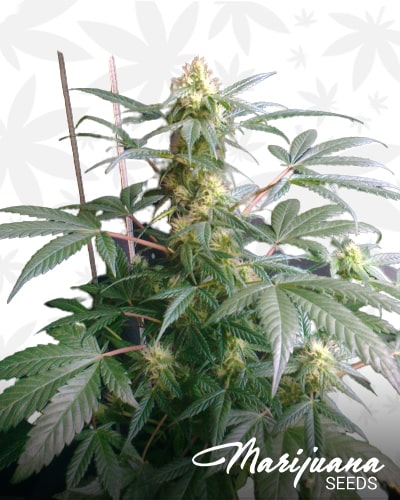 Royal Critical Automatic min