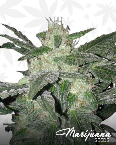 Royal Haze Automatic min