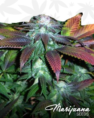 Royal Kush 7 min
