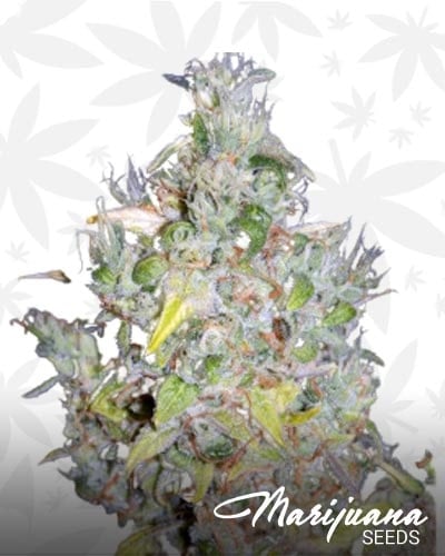 Sour Orange Diesel Kush