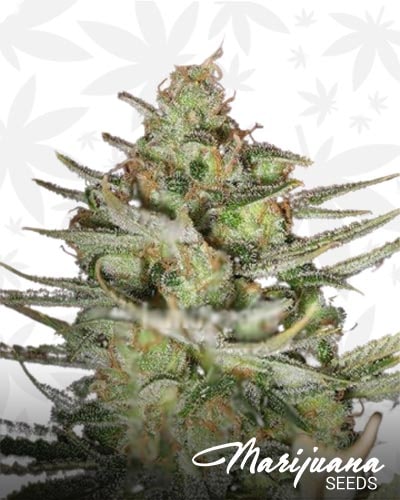 SFV Kush min