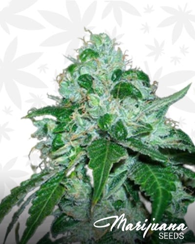 SFV OG Kush BX2 min