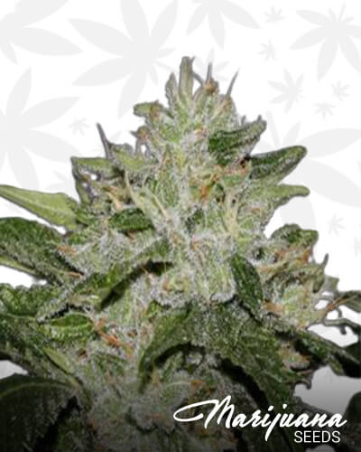 SLV OG Kush