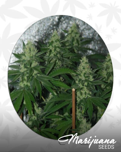 SSSDH x Sour BubbleAka Super Sour Bubble