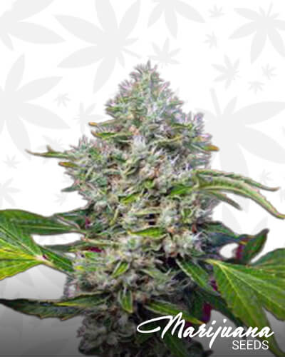 San Fernando Lemon Kush