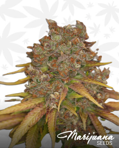 Santa Cruz Costal KushAka Santa Cruz Kush