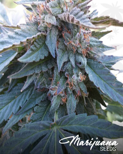 Savage Kush