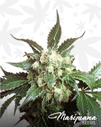 Sensi 743 CBD min