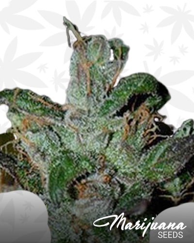 Shambhala Kush min