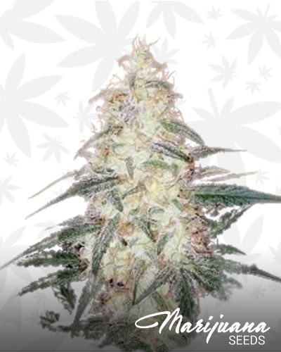 Sherbet Cookies min