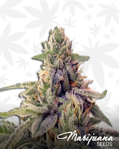Shiskaberry Kush