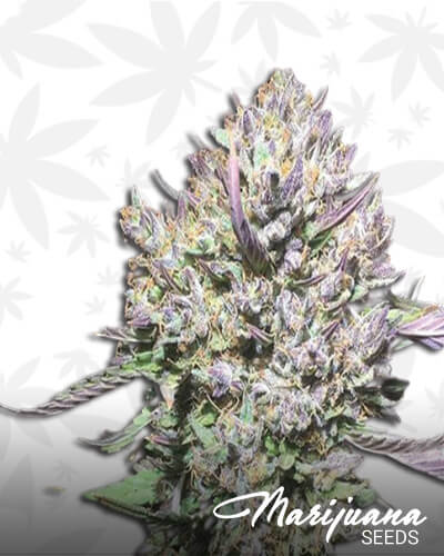 Shiskaberry Punch