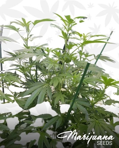 Shiva OG min