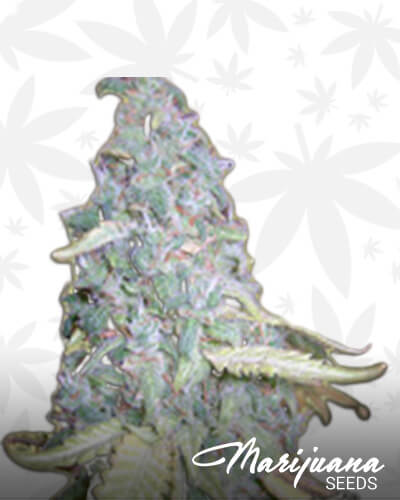 Shooks Rum Kush
