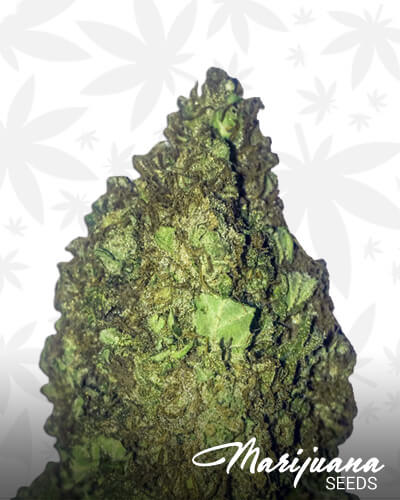 Short Sweet Auto