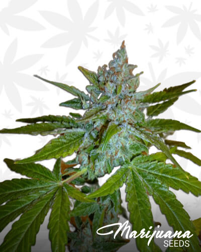 Siesta Kush