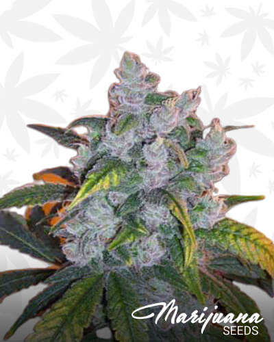 Silver Afghani Kush