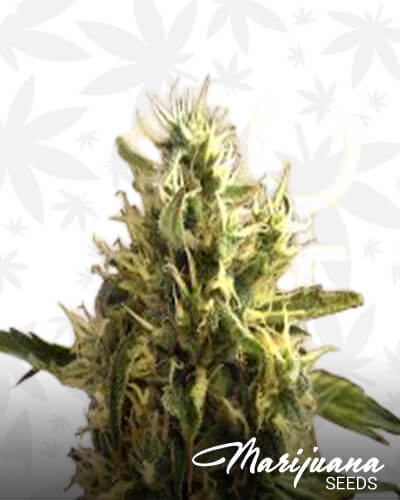Silver Haze x Afgani Kush