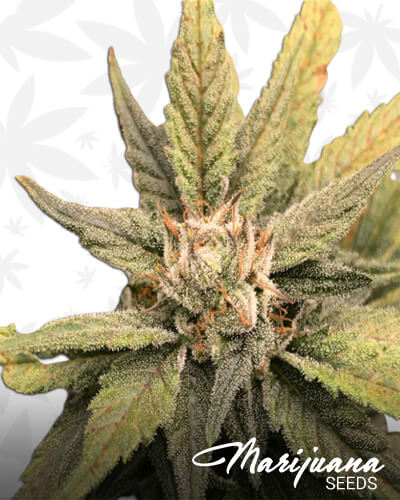 Silver Star 1