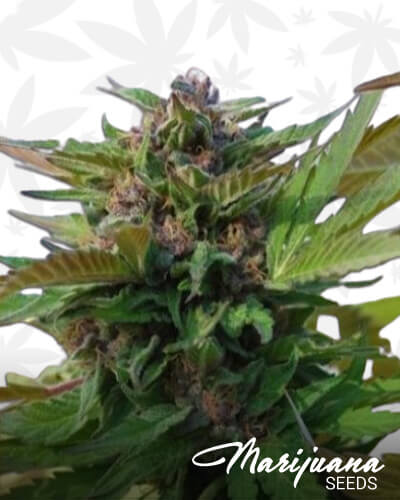 Sin City Kush 2