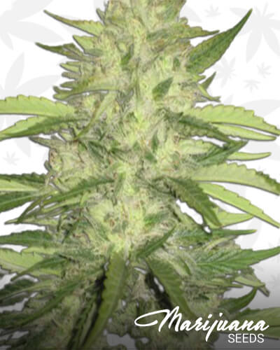 Skins Skunk
