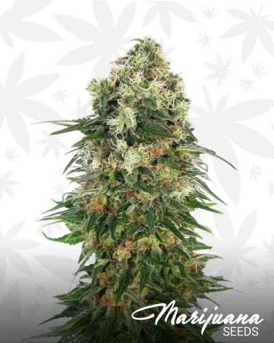 Skunk 1 Automatic min