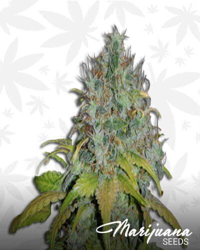 Skunk Diesel