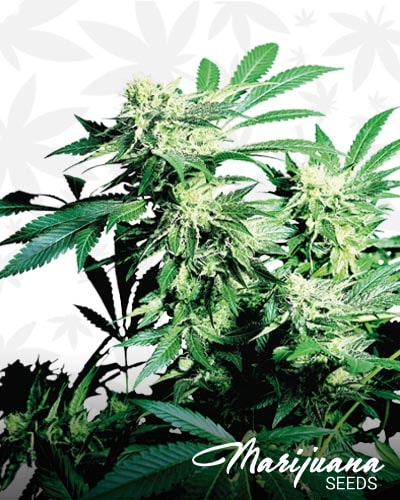 Skunk Kush min
