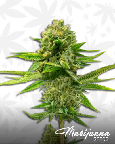 Skunk x Mazar