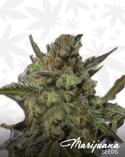Skunk x Northern Lights
