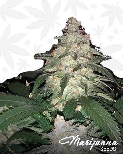Sky Kush min