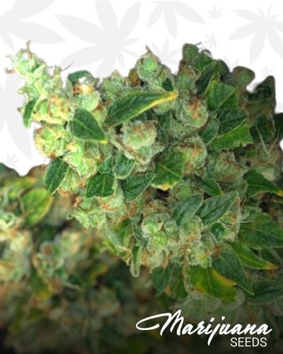 Skyscraper Kush min