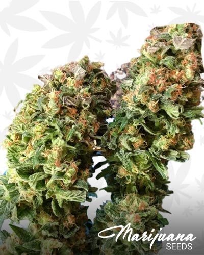 Skywalka Ghost Kush min 1