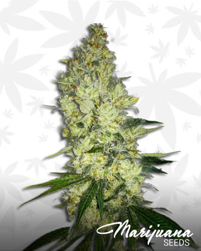 Skywalker Ghost x Triangle Kush