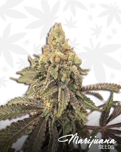 Skywalker Sativa