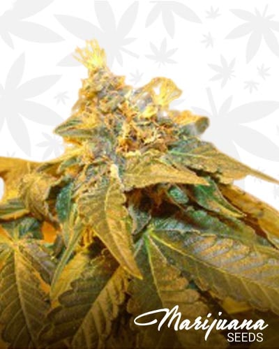 Slade Kush min 1
