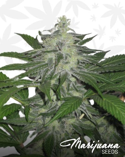 Smokework Orange min 1