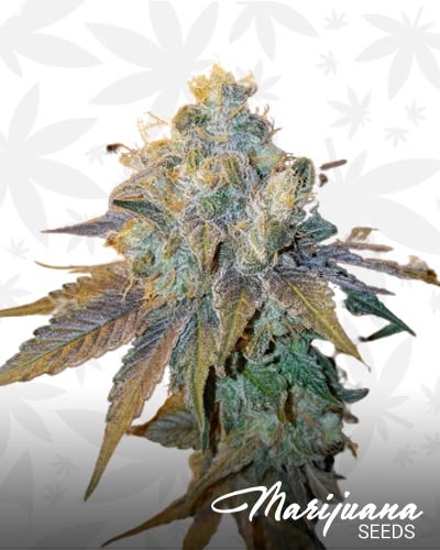 Smurf Berry min 1