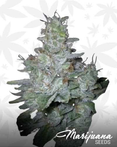 Snoop Triple OG min 1
