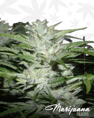 Snowfire Afghani Kush