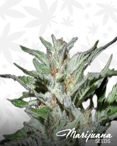 Snowfire Isis Kush